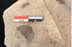 Foto (Detailansicht) von Sequoia tournalii Brongn. (NHMW-GEO-2024-0188-7935a)